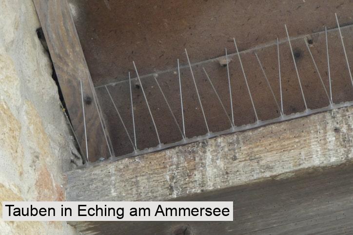 Tauben in Eching am Ammersee